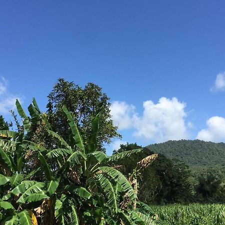 Logement En Pleine Verdure Tropicale -10 Min Plage Le Morne-Rouge Exterior foto
