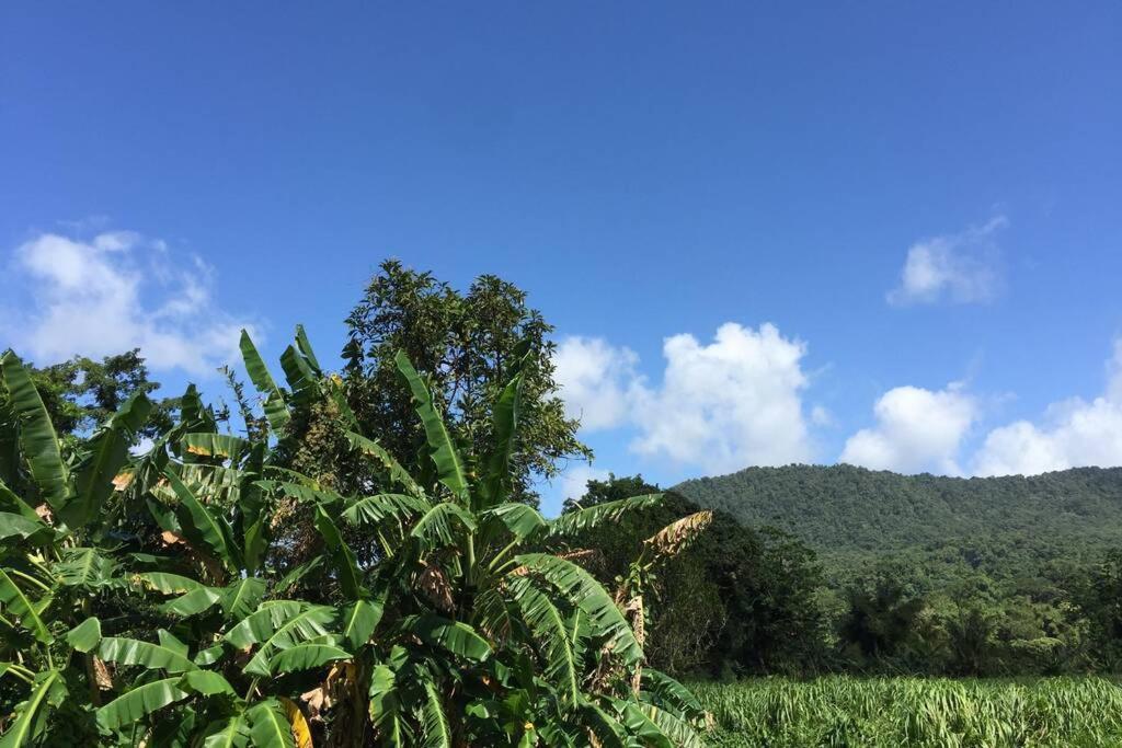 Logement En Pleine Verdure Tropicale -10 Min Plage Le Morne-Rouge Exterior foto